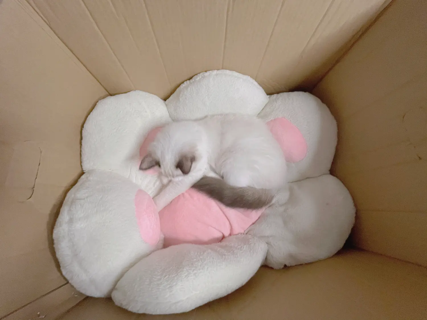 团子研究社_miko酱ww_041 – NO. 041008-001